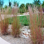 Andropogon scoparius vaso 14