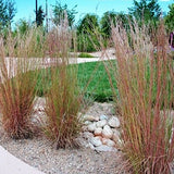 Andropogon scoparius vaso 14