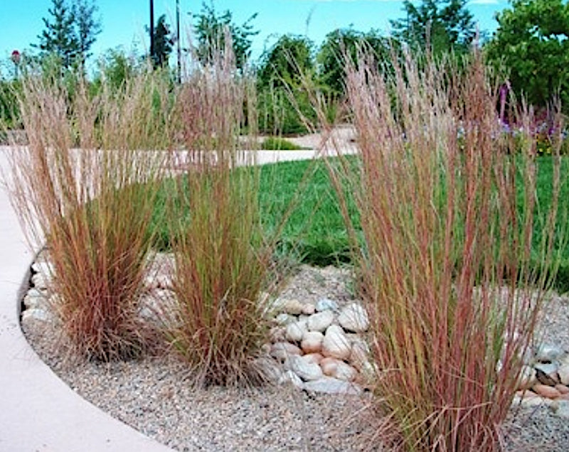 Andropogon scoparius vaso 14