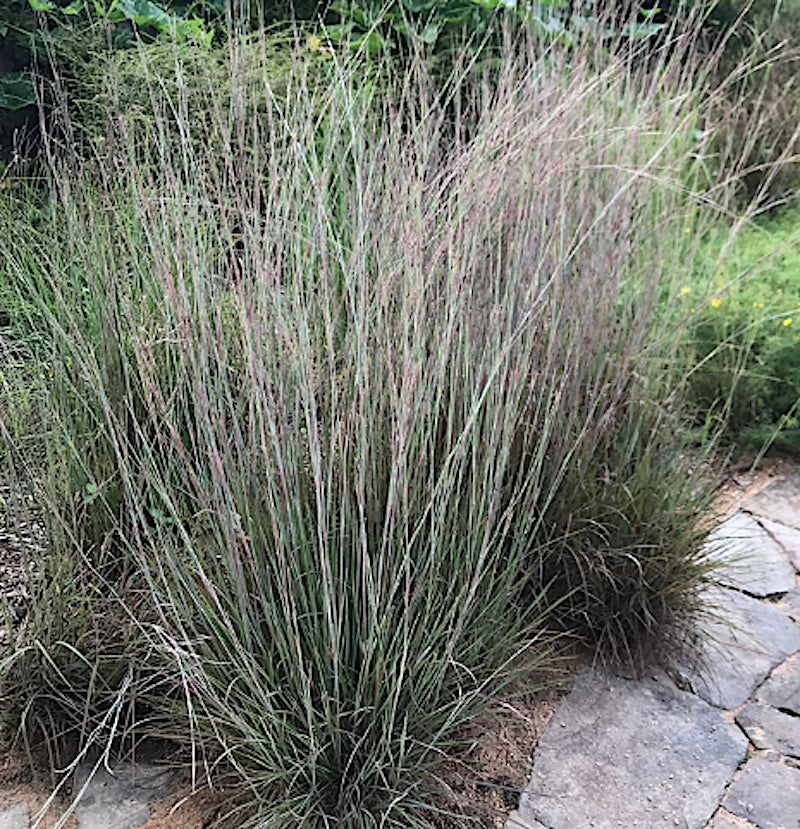 Andropogon scoparius vaso 14