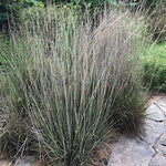 Andropogon scoparius vaso 14