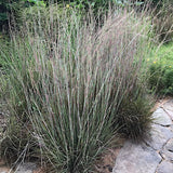Andropogon scoparius vaso 14
