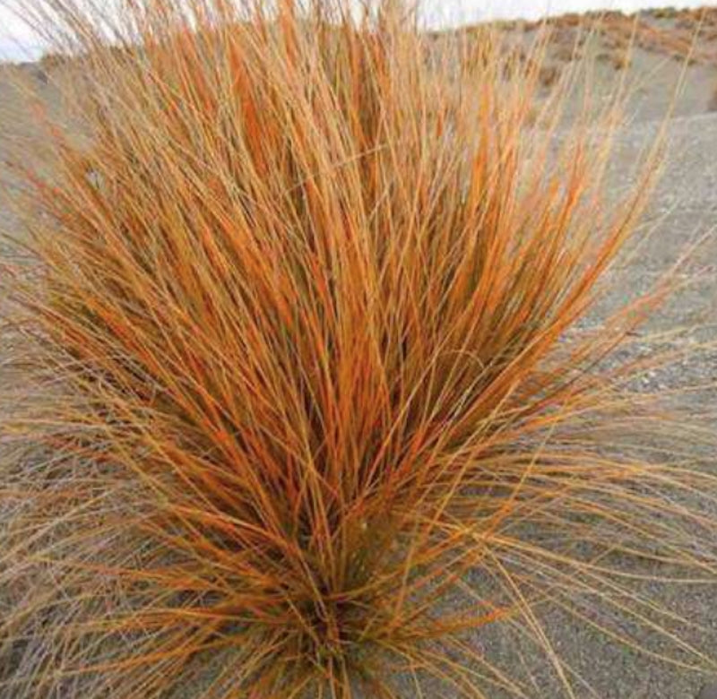 Andropogon scoparius vaso 14
