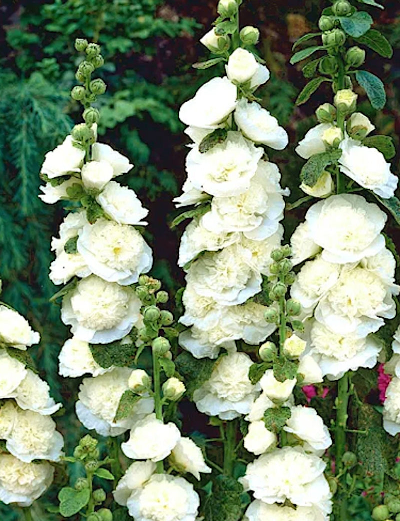 Alcea rosea Chater's double White v.9