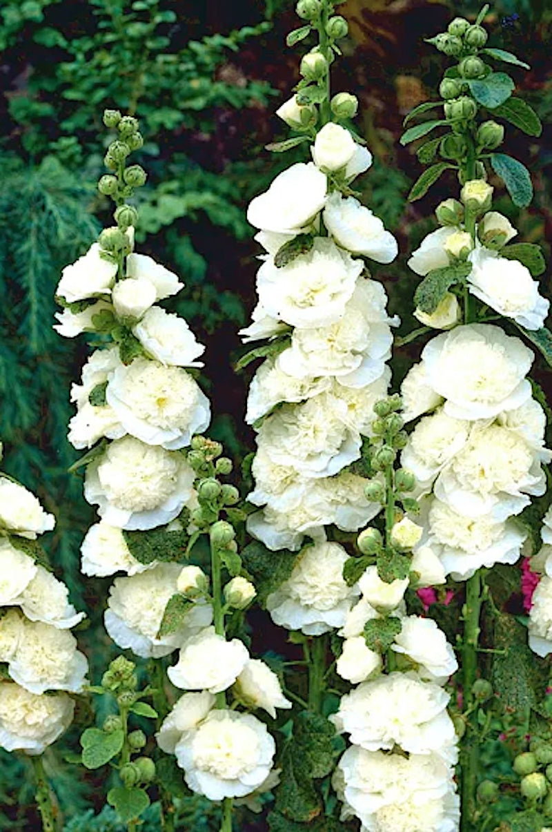 Alcea rosea Chater's double White v.9