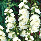 Alcea rosea Chater's double White v.9