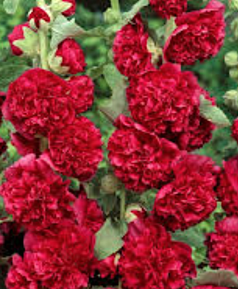 Alcea rosea Chater's Double Scarlet v. 9