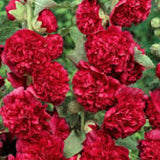 Alcea rosea Chater's Double Scarlet v. 9