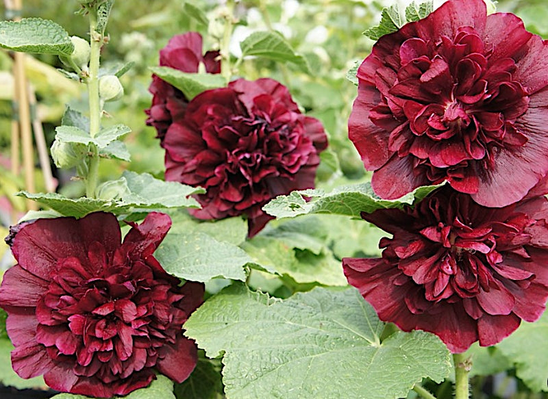 Alcea rosea Chater's Double Purple v.9