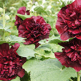 Alcea rosea Chater's Double Purple v.9