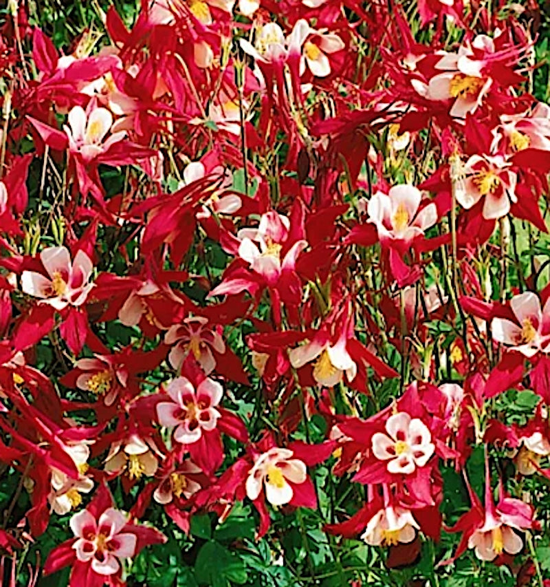 Aquilegia Crimson Star v.9