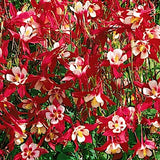 Aquilegia Crimson Star v.9