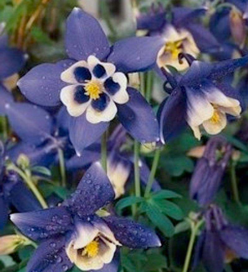 Aquilegia flabellata ‘Spring Magic Blue & White’ v.9