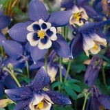 Aquilegia flabellata ‘Spring Magic Blue & White’ v.9