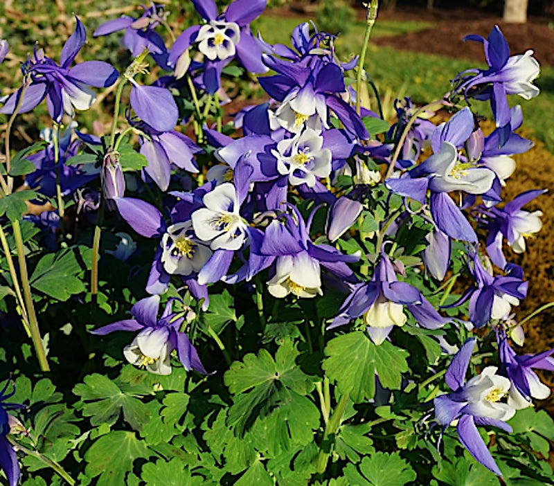 Aquilegia flabellata ‘Spring Magic Blue & White’ v.9