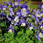 Aquilegia flabellata ‘Spring Magic Blue & White’ v.9