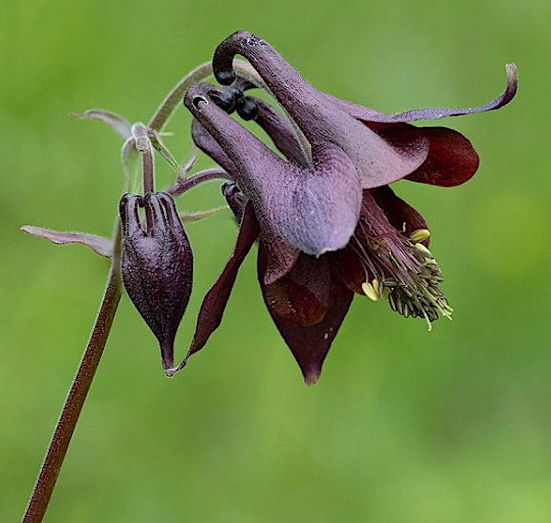 Aquilegia Atrata v.9
