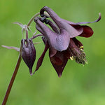 Aquilegia Atrata v.9