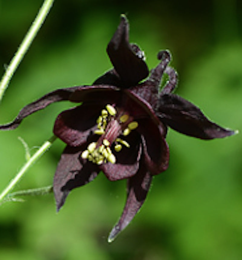 Aquilegia Atrata v.9