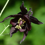 Aquilegia Atrata v.9