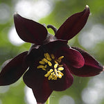 Aquilegia Atrata v.9