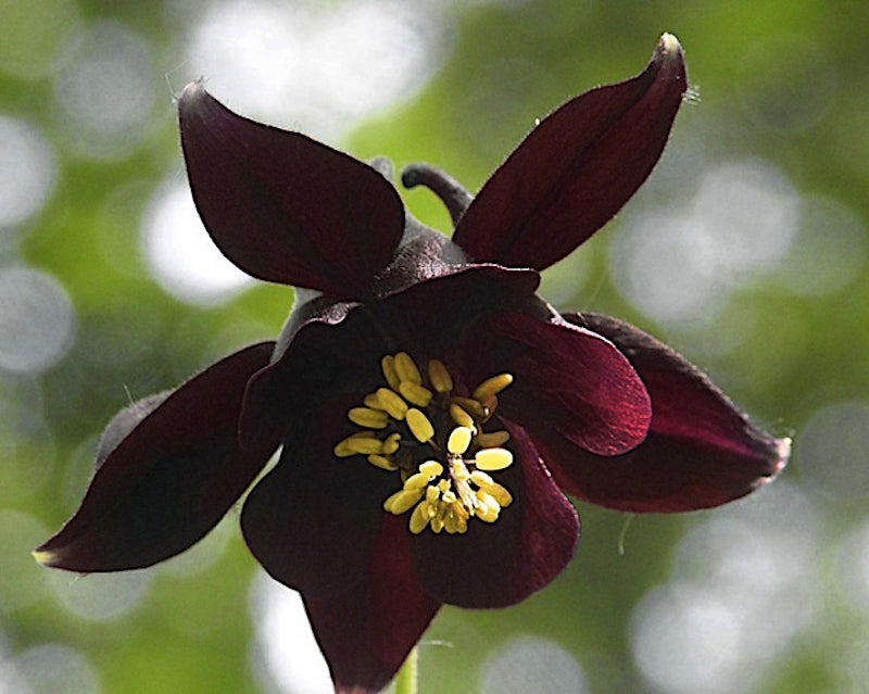 Aquilegia Atrata v.9