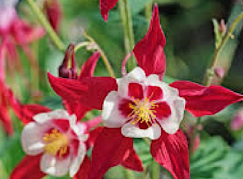 Aquilegia Caerulea Earlybird & red white v.9