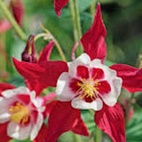 Aquilegia Caerulea Earlybird & red white v.9