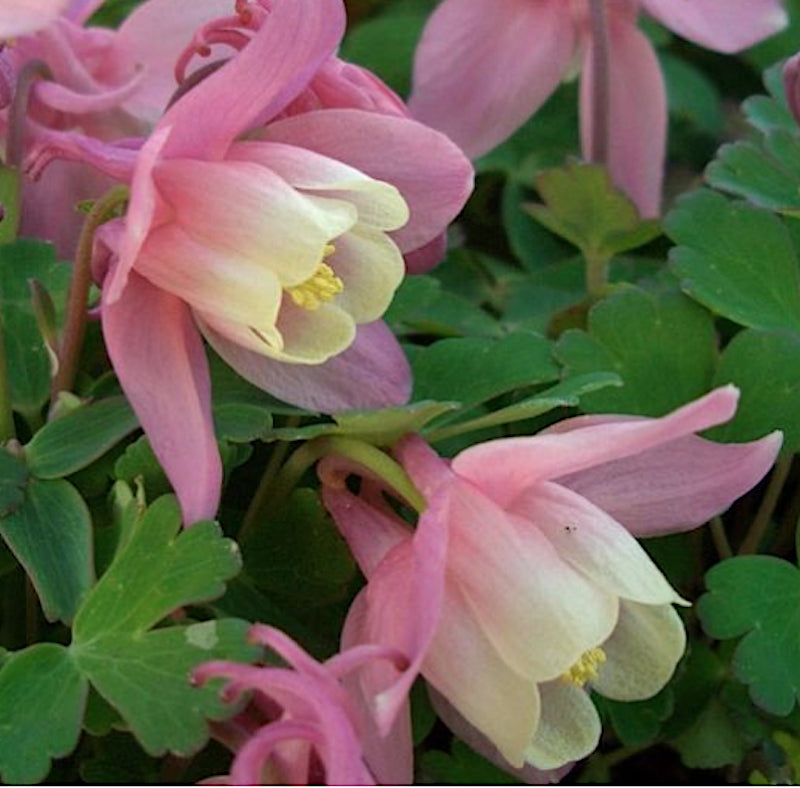 Aquilegia flabellata Cameo Pink & White v.9