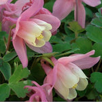 Aquilegia flabellata Cameo Pink & White v.9