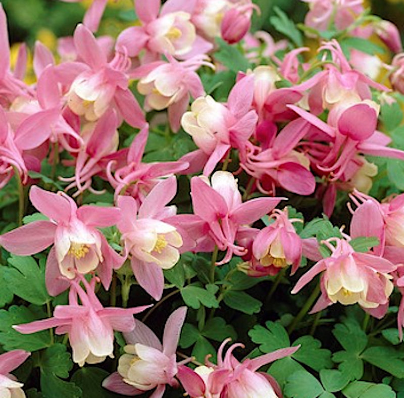 Aquilegia flabellata Cameo Pink & White v.9