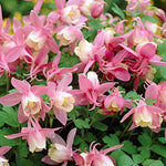 Aquilegia flabellata Cameo Pink & White v.9
