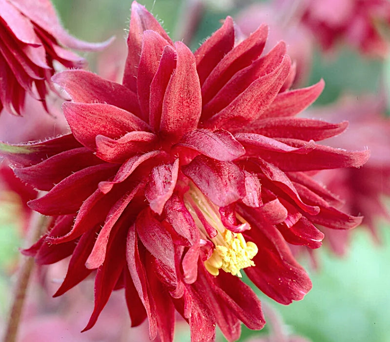 Aquilegia vulgaris Ruby Port v. 9