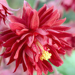 Aquilegia vulgaris Ruby Port v. 9