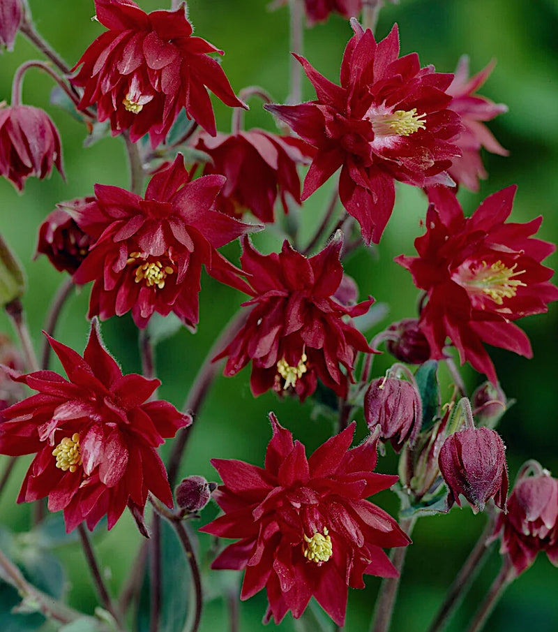 Aquilegia vulgaris Ruby Port v. 9