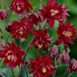 Aquilegia vulgaris Ruby Port v. 9