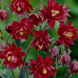 Aquilegia vulgaris Ruby Port v. 9