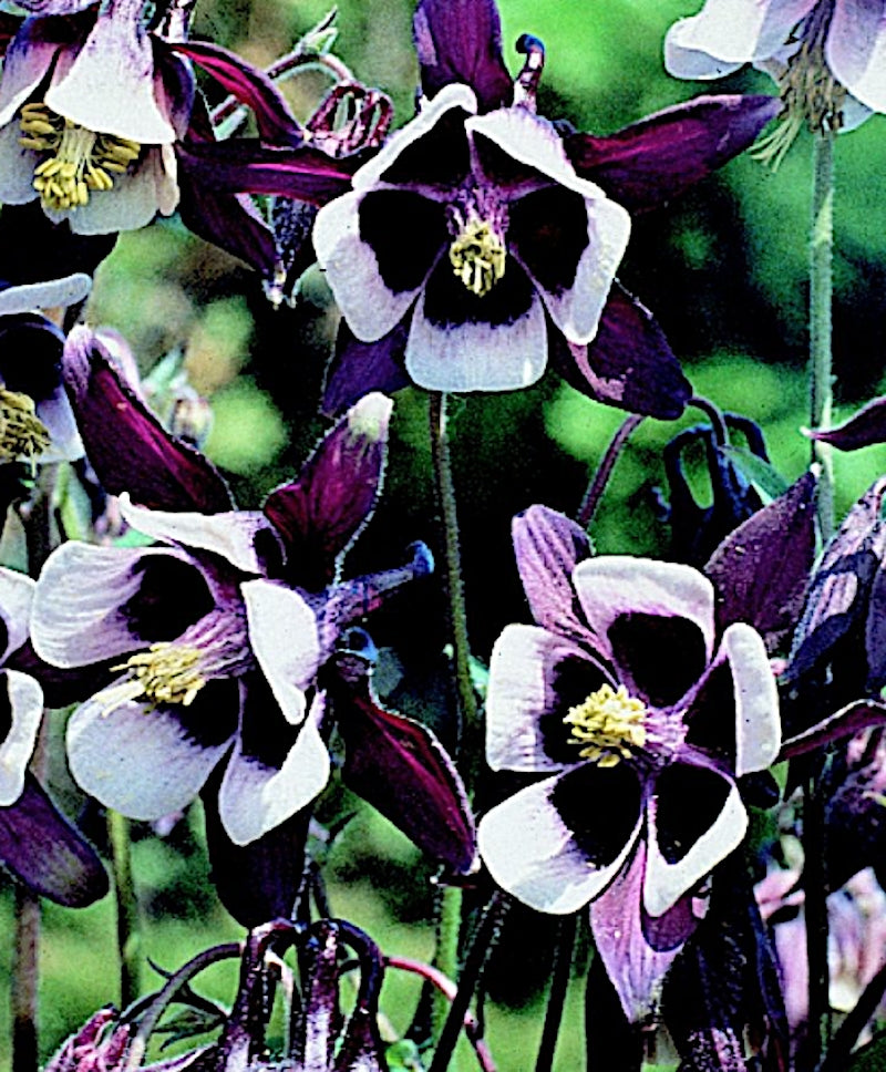 Aquilegia vulgaris 'William Guinness'  v.9