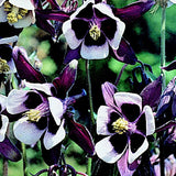 Aquilegia vulgaris 'William Guinness'  v.9