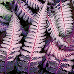 Athyrium Burgundy Lace - Fern, felce perenne