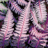 Athyrium Burgundy Lace - Fern, felce perenne