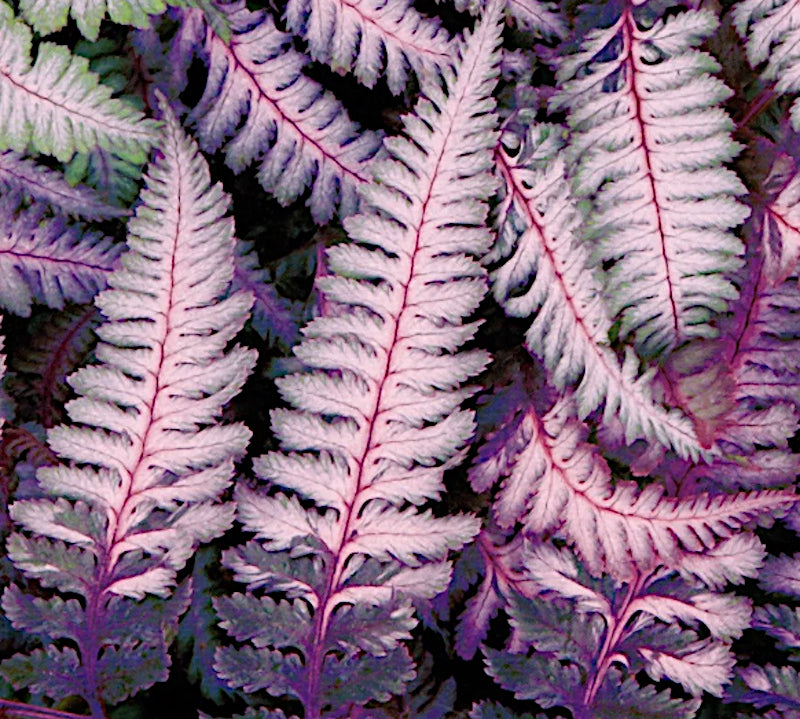 Athyrium Burgundy Lace - Fern, felce perenne