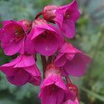 Bergenia Cordifolia Abendglut  v.9 altezza a maturazione cm. 30