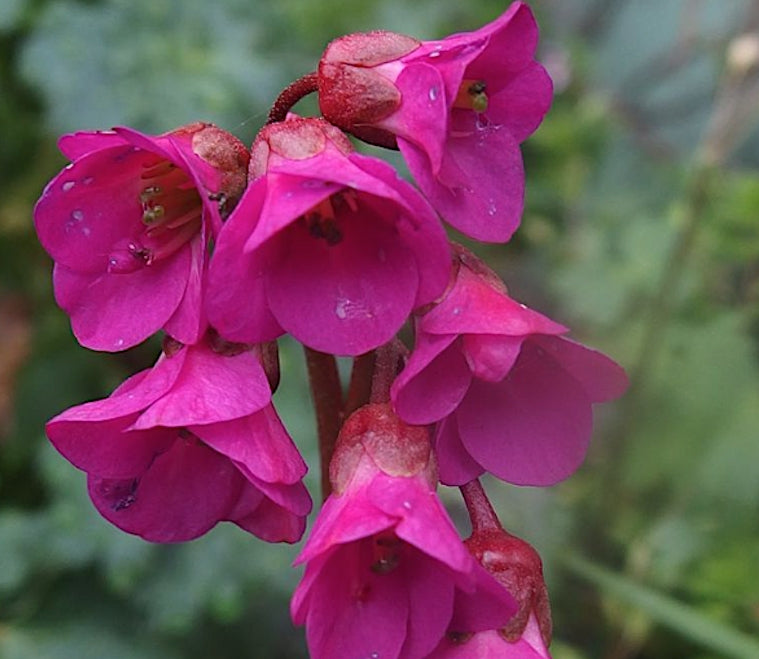 Bergenia Cordifolia Abendglut  v.9 altezza a maturazione cm. 30