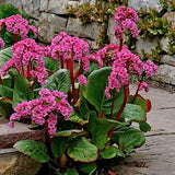 bergenia cordifolia Rotblum v.9