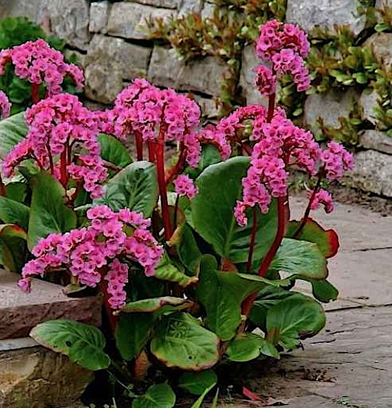 bergenia cordifolia Rotblum v.9