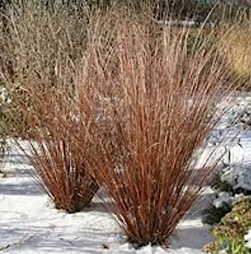 Carex buchananii 'Fire Fox' vaso 9