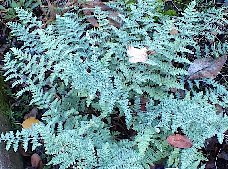 Cheilanthes Lanosa v.9