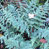Cheilanthes Lanosa v.9