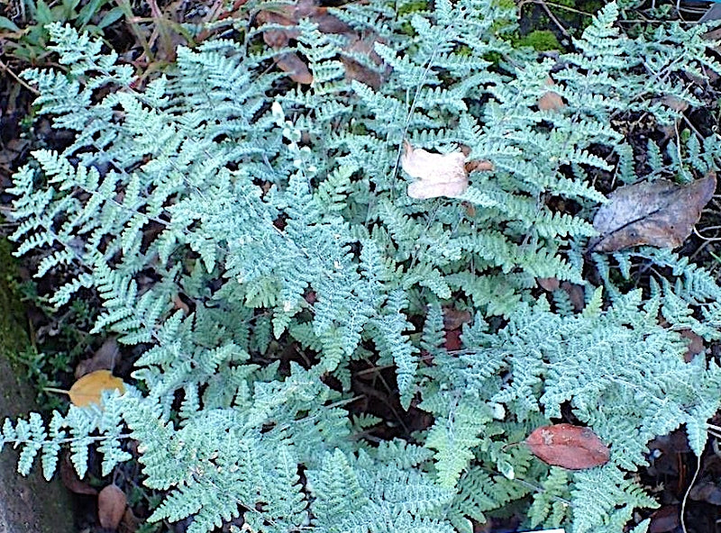 Cheilanthes Lanosa v.9